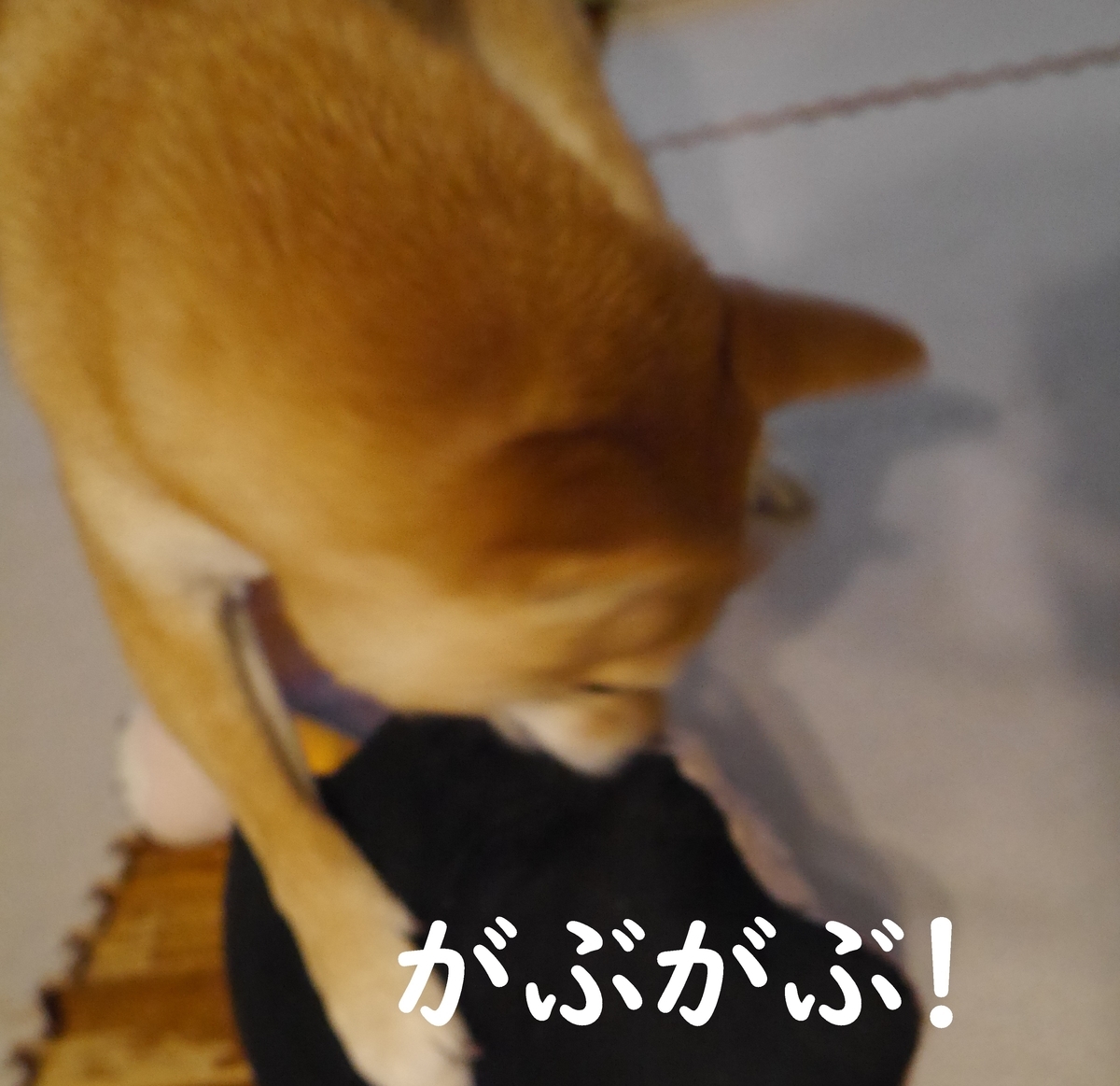 f:id:hanatara:20210124091725j:plain