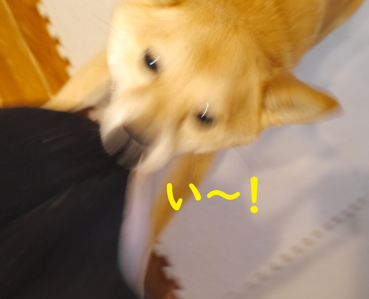 f:id:hanatara:20210124091843j:plain