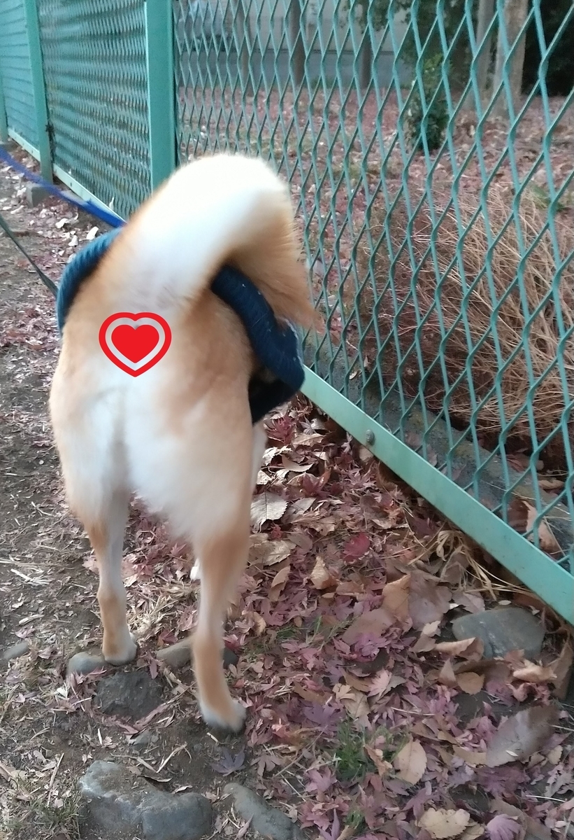 f:id:hanatara:20210124102452j:plain