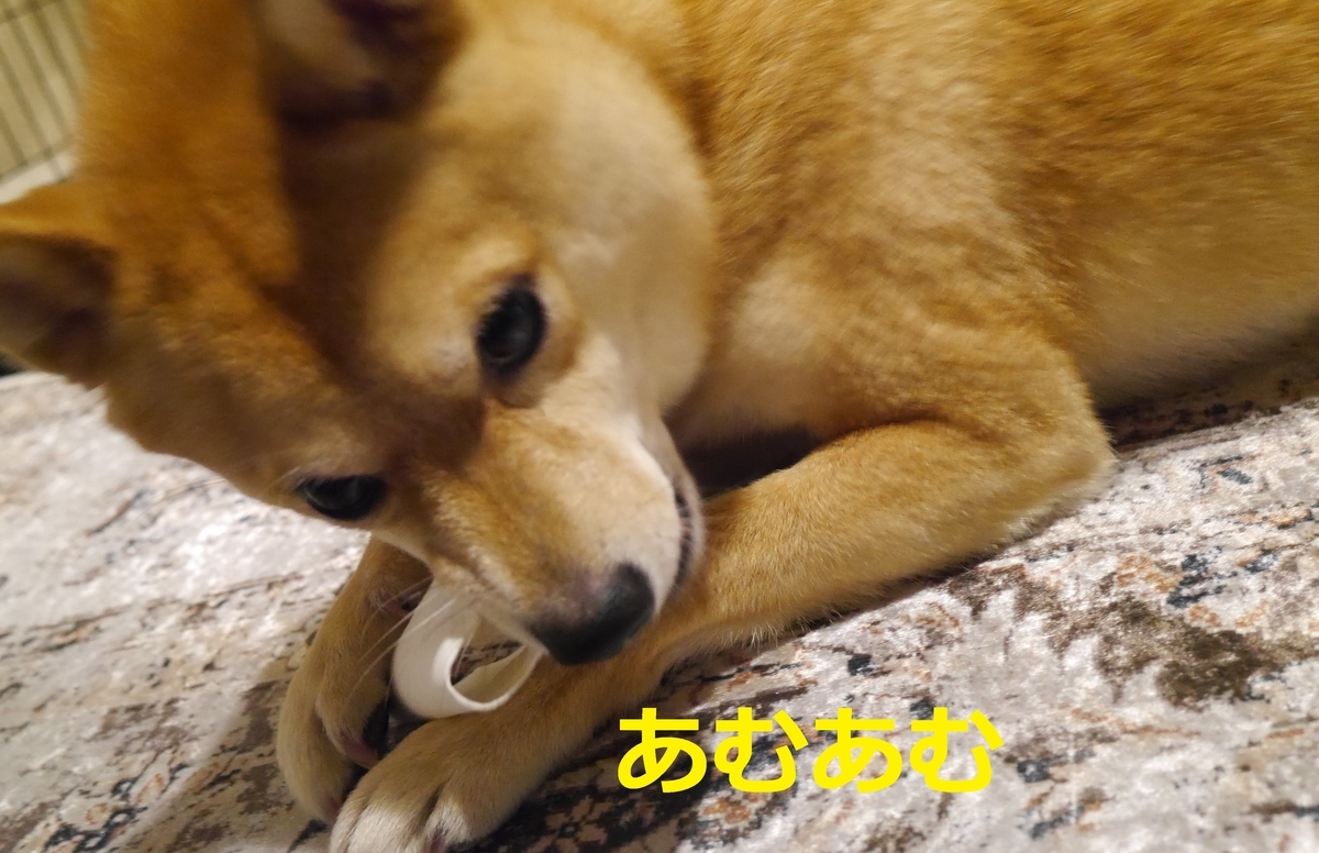 f:id:hanatara:20210129085658j:plain