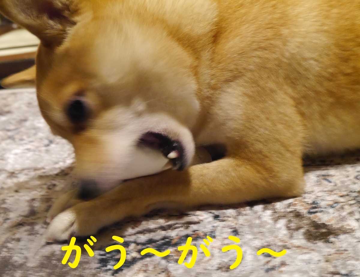 f:id:hanatara:20210129085841j:plain
