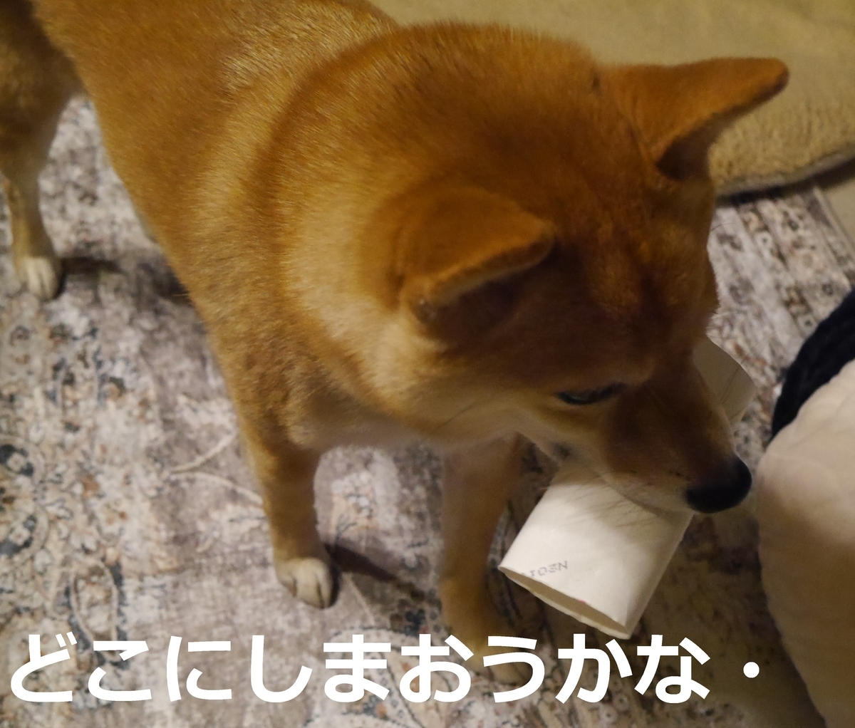 f:id:hanatara:20210129090558j:plain