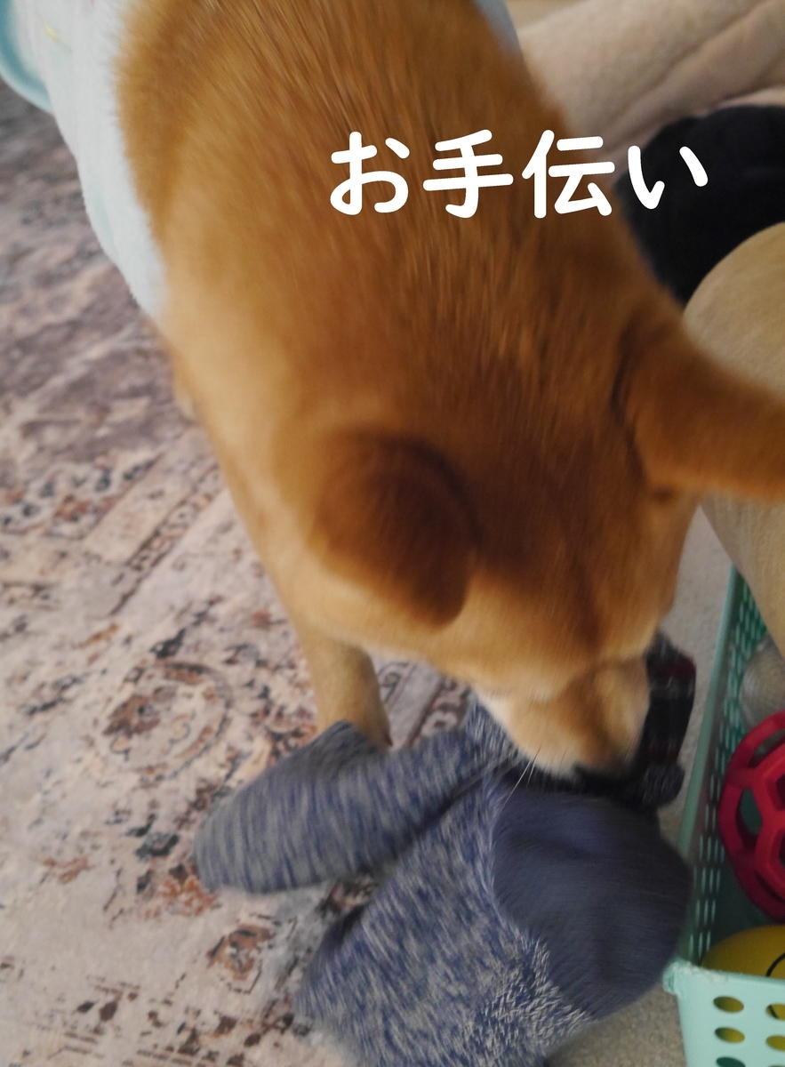 f:id:hanatara:20210130085713j:plain