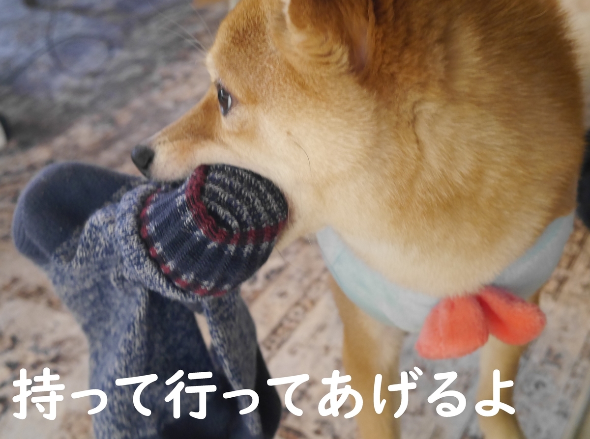 f:id:hanatara:20210130085755j:plain