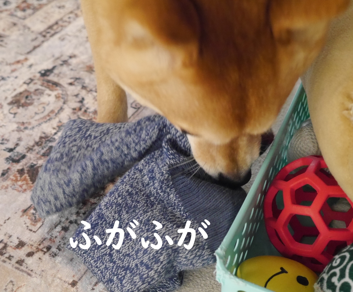 f:id:hanatara:20210130090231j:plain