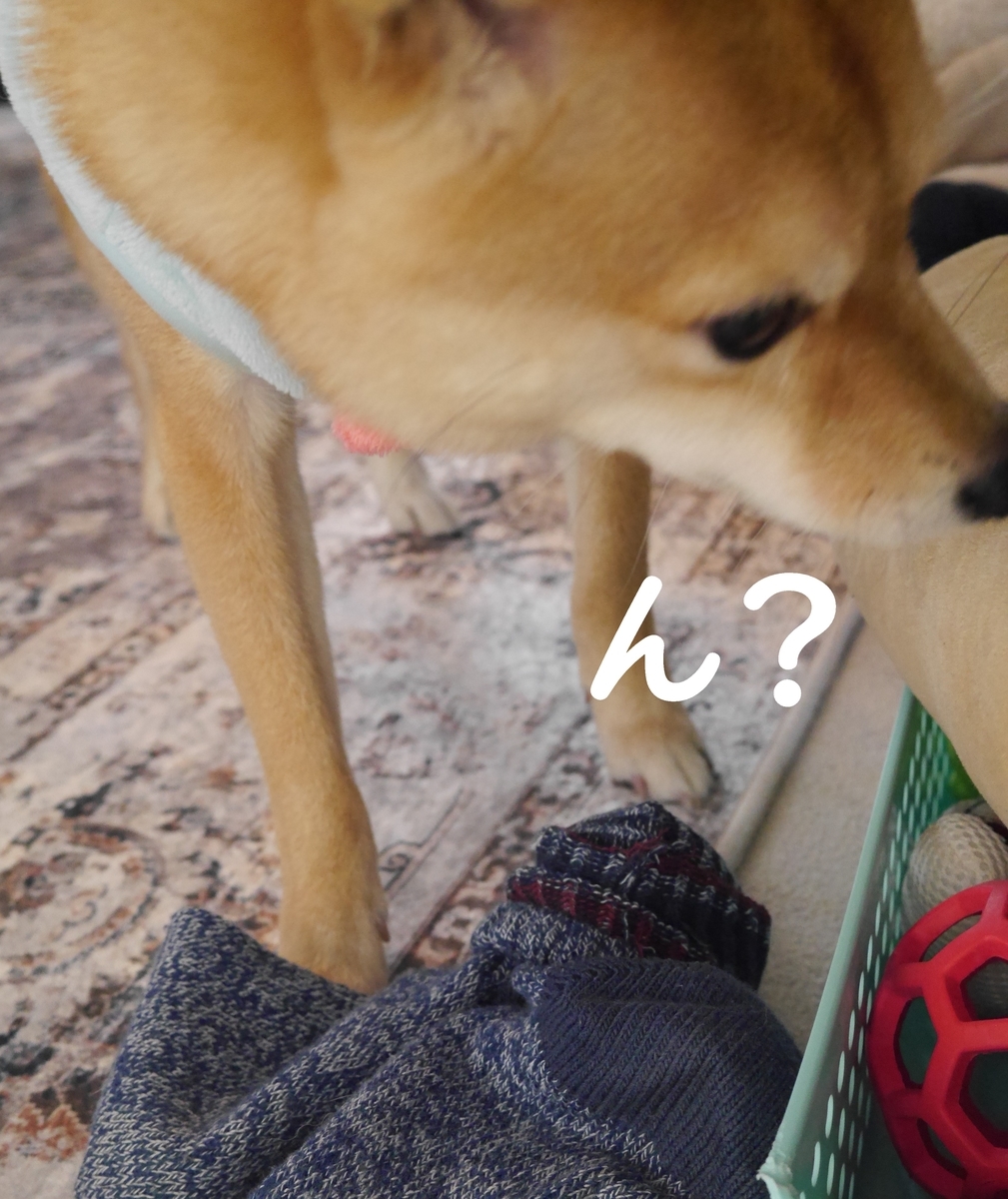 f:id:hanatara:20210130090325j:plain