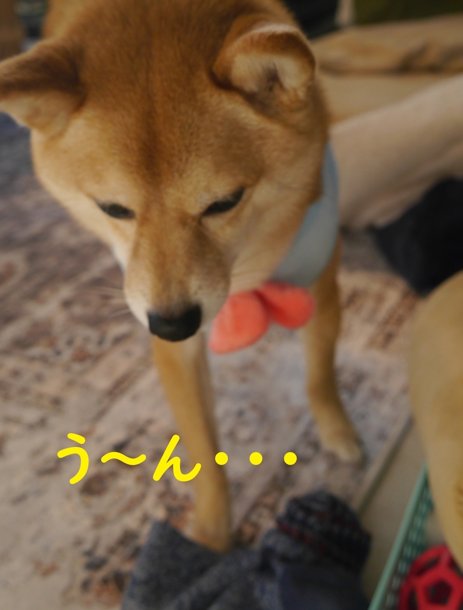 f:id:hanatara:20210130090457j:plain