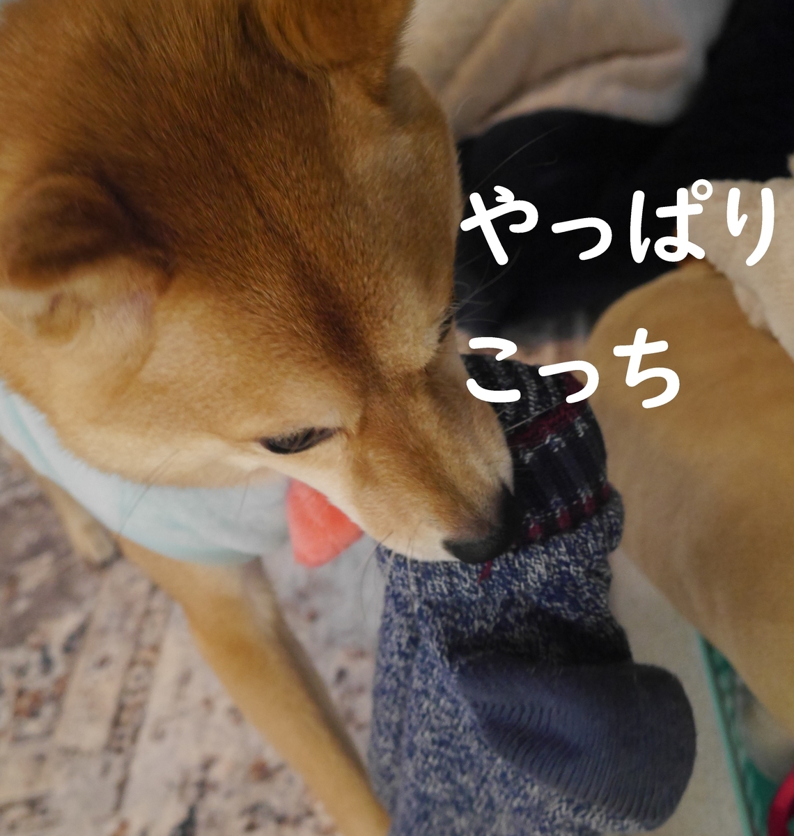 f:id:hanatara:20210130090556j:plain