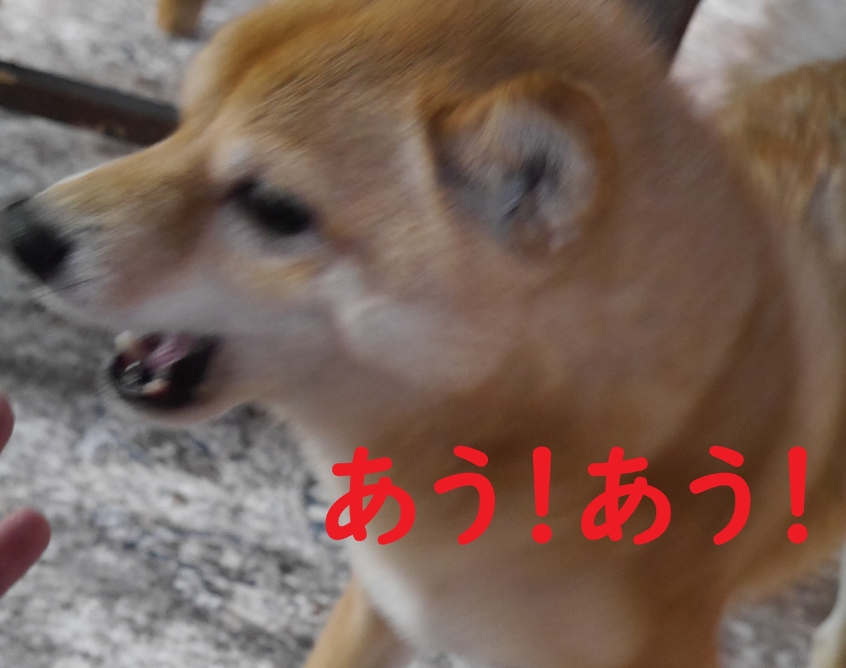 f:id:hanatara:20210203075533j:plain