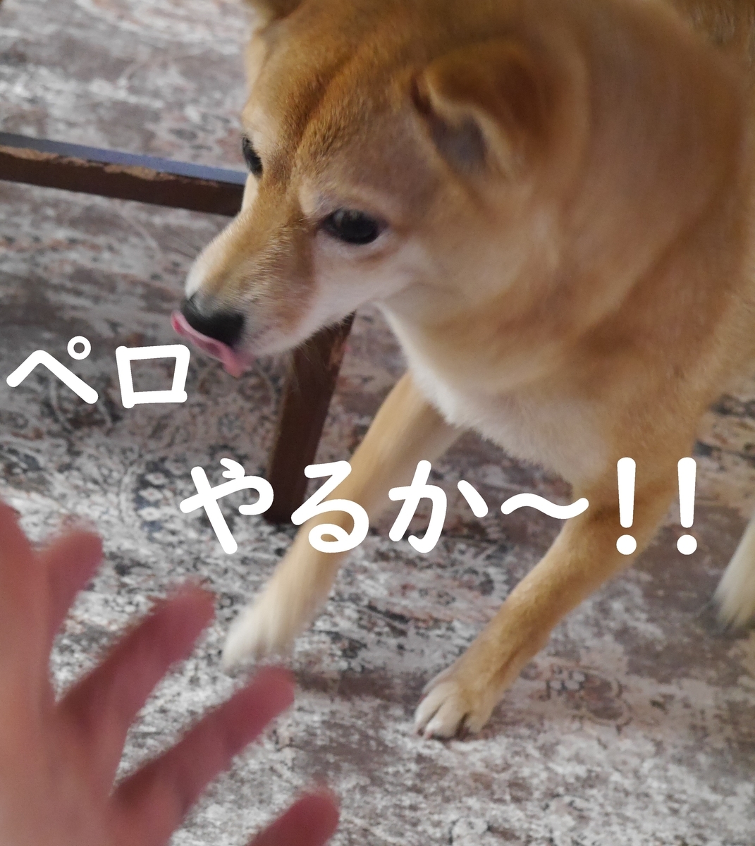 f:id:hanatara:20210203075738j:plain
