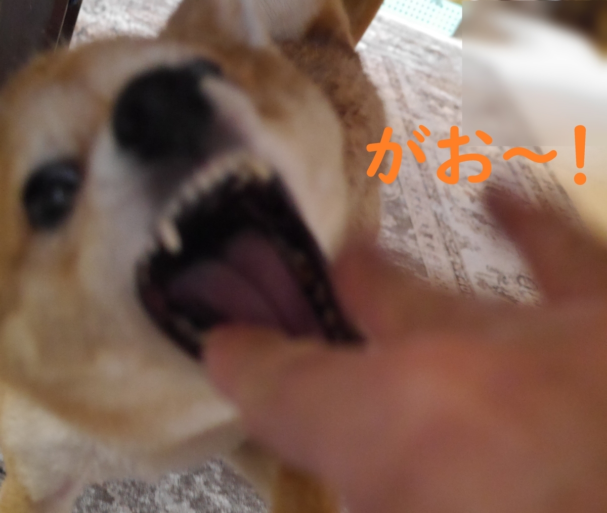 f:id:hanatara:20210203080239j:plain