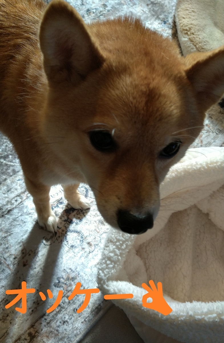 f:id:hanatara:20210203094944j:plain