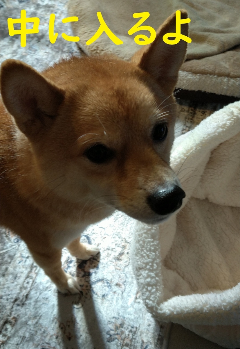f:id:hanatara:20210203095648j:plain
