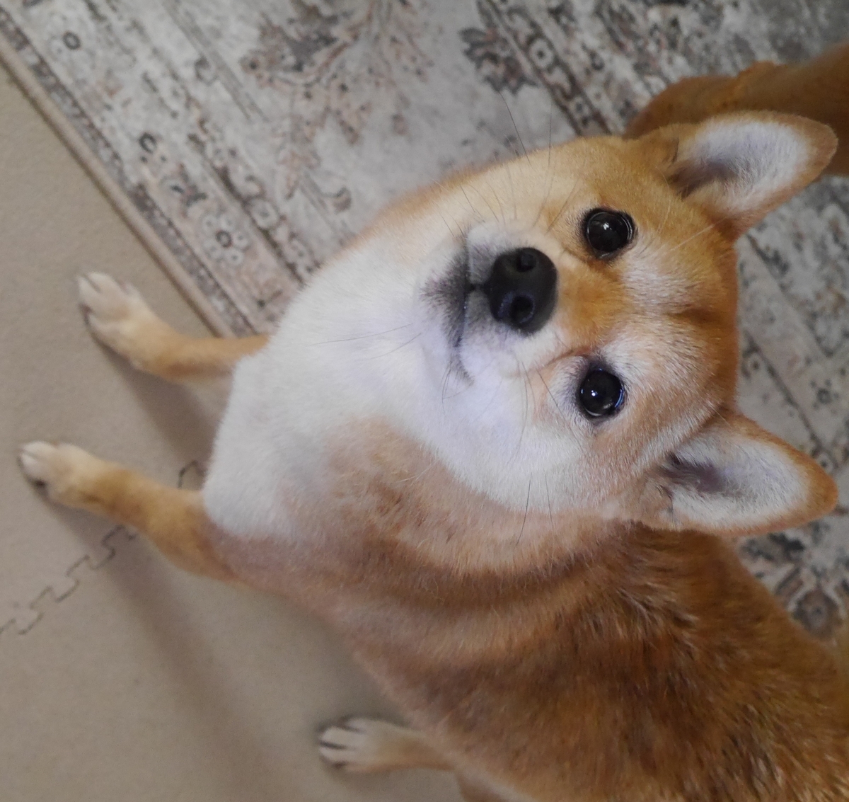 f:id:hanatara:20210203095733j:plain
