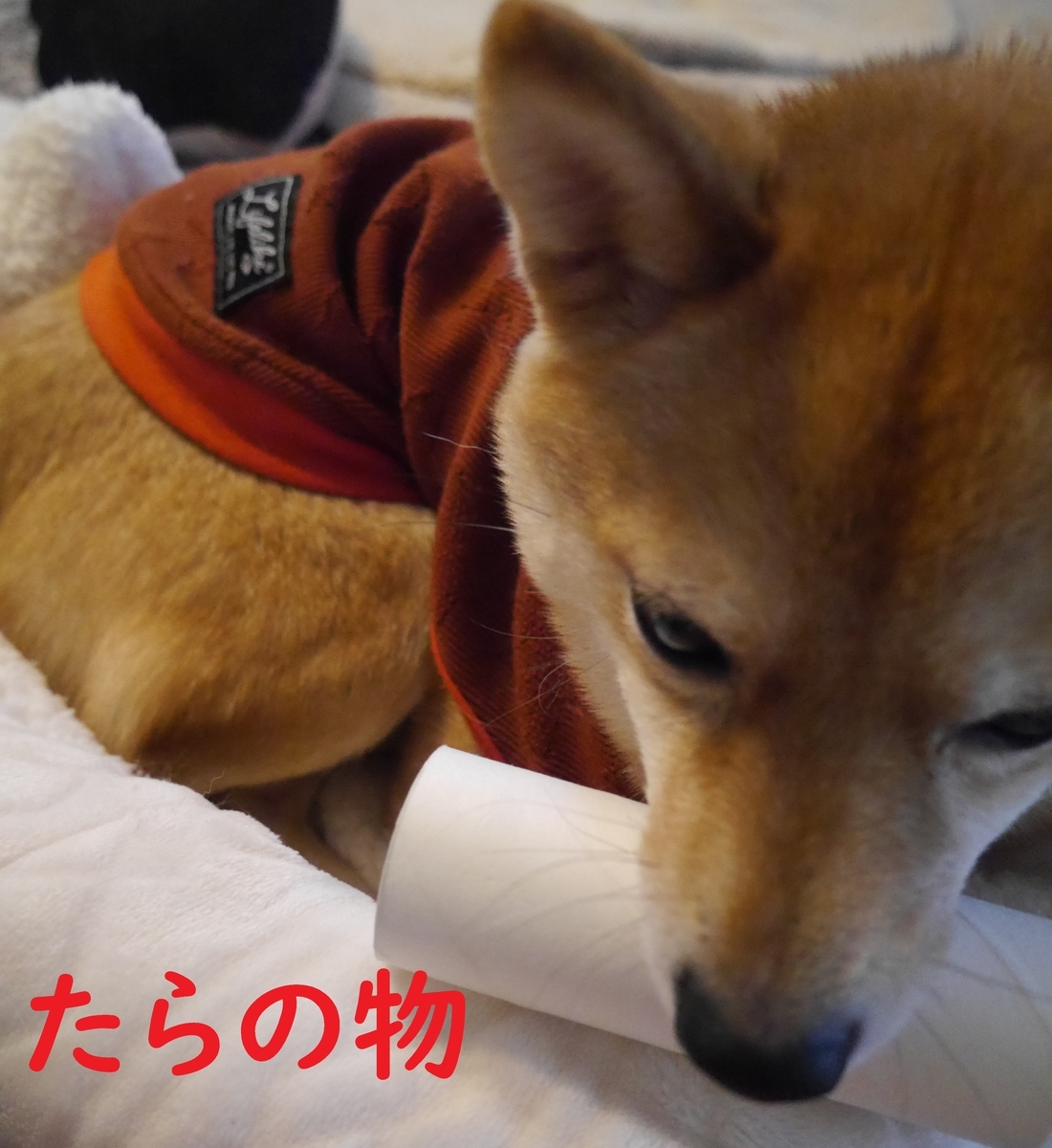 f:id:hanatara:20210206082434j:plain