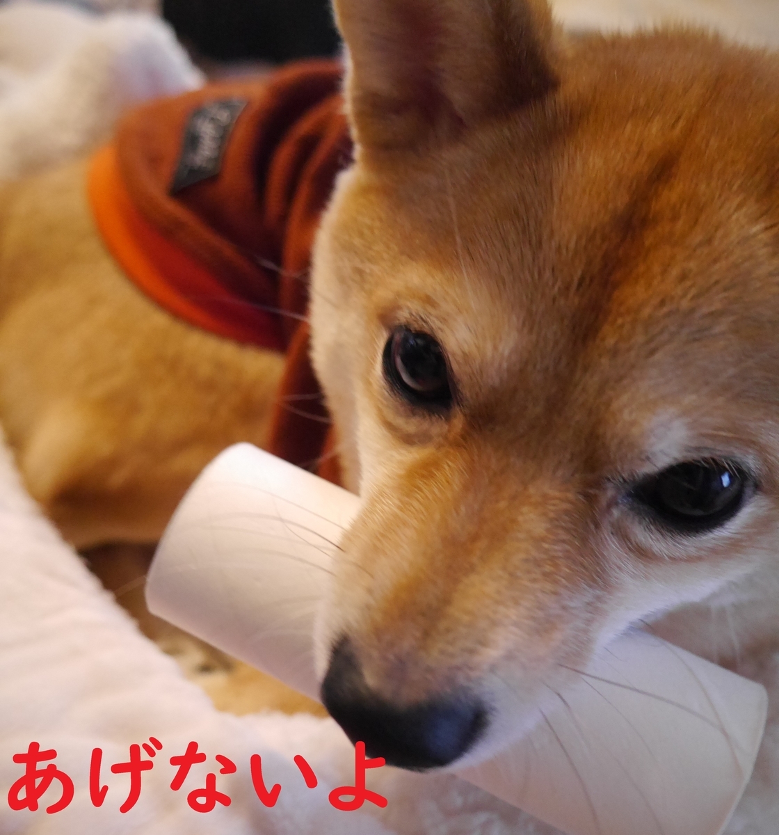 f:id:hanatara:20210206083002j:plain