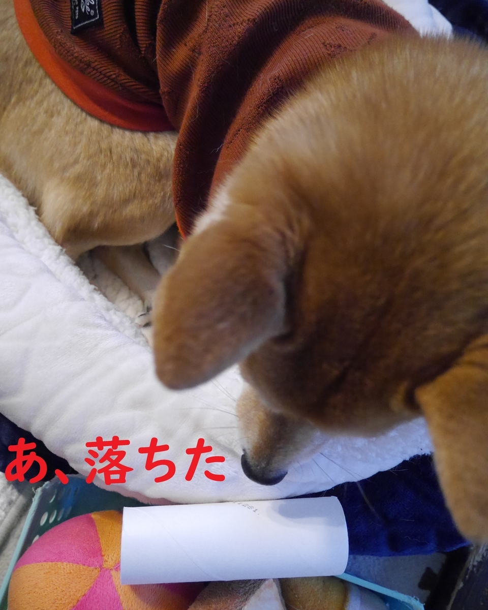 f:id:hanatara:20210206083050j:plain