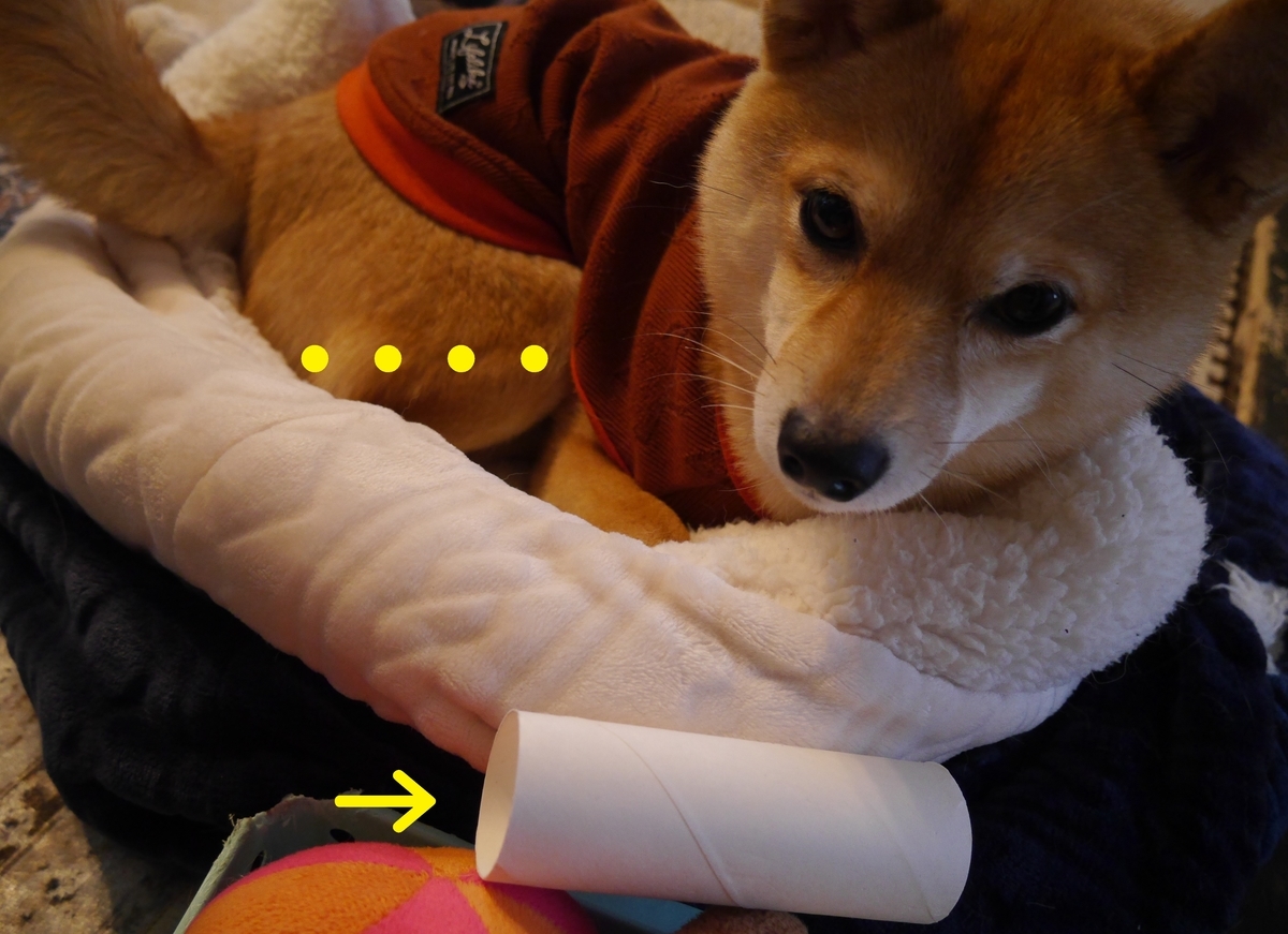 f:id:hanatara:20210206084040j:plain
