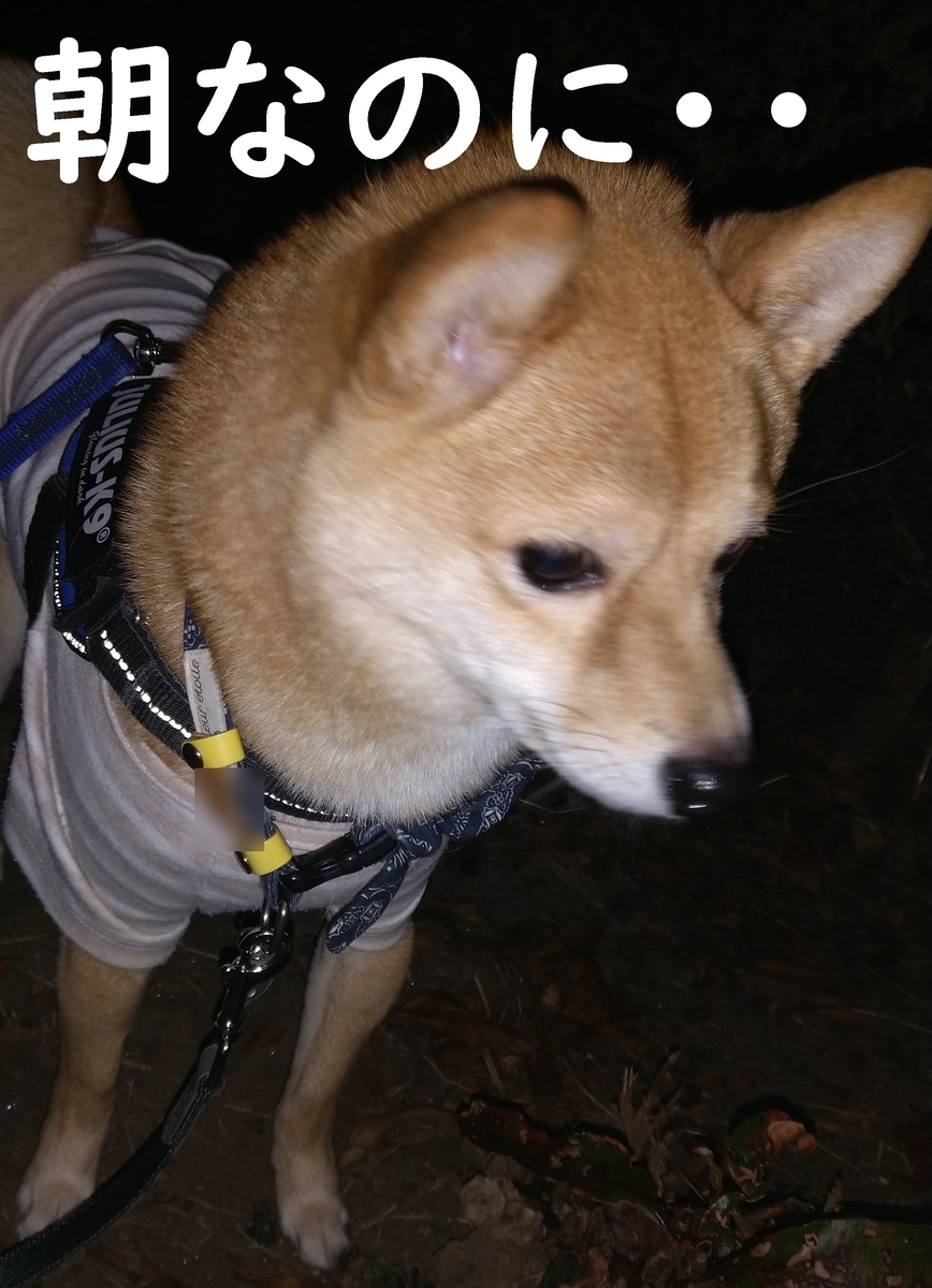 f:id:hanatara:20210211111551j:plain