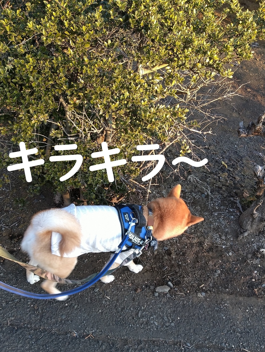 f:id:hanatara:20210211113244j:plain