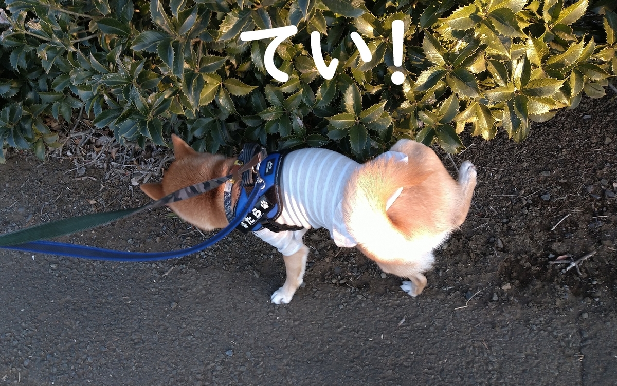 f:id:hanatara:20210211113623j:plain