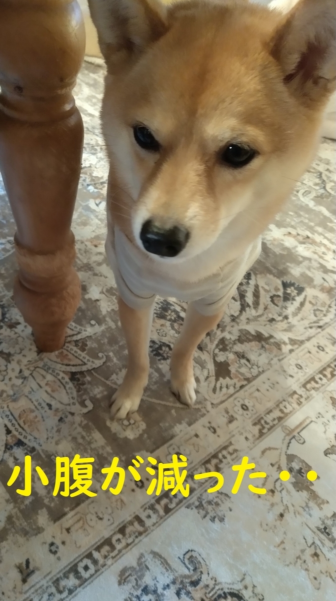 f:id:hanatara:20210213095117j:plain