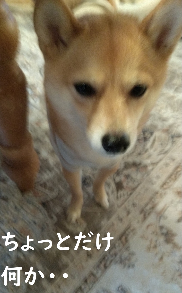 f:id:hanatara:20210213095216j:plain