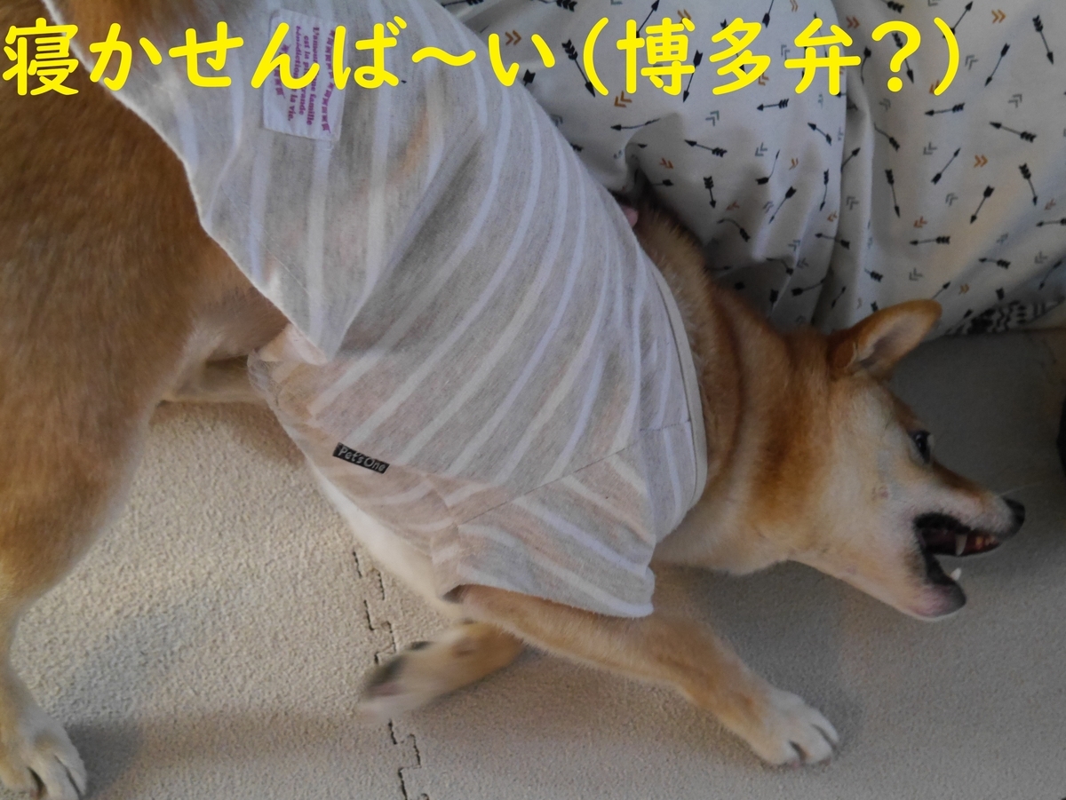 f:id:hanatara:20210213104105j:plain