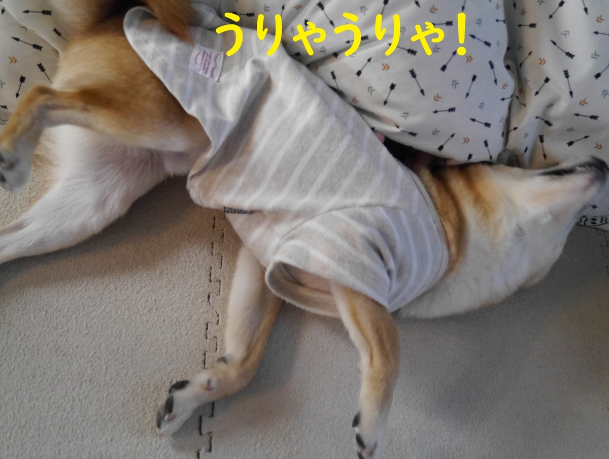 f:id:hanatara:20210213104239j:plain
