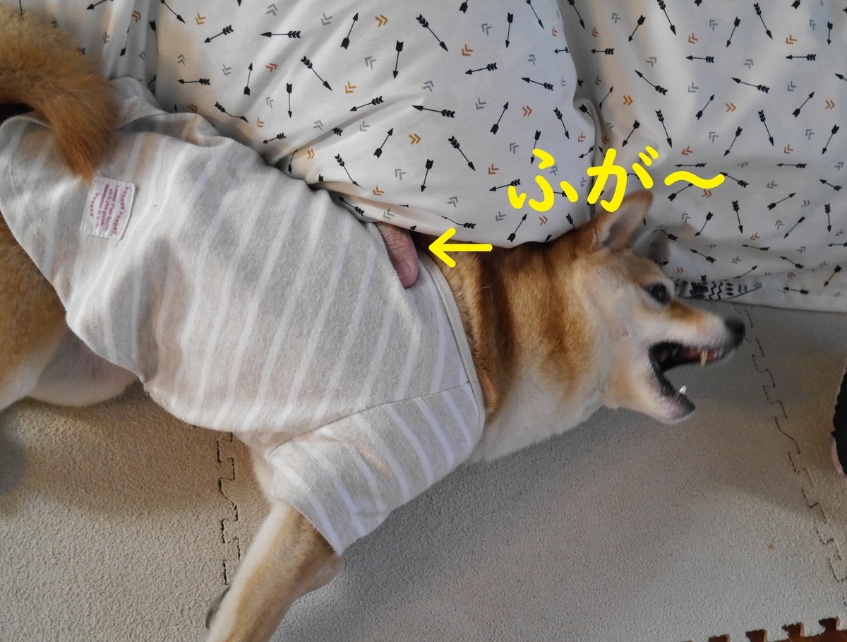 f:id:hanatara:20210213104724j:plain