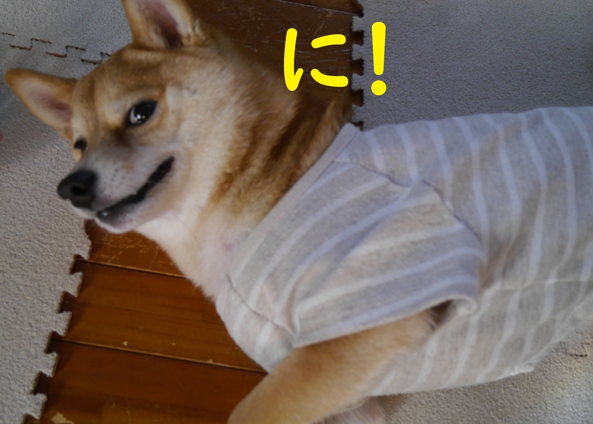 f:id:hanatara:20210213104836j:plain