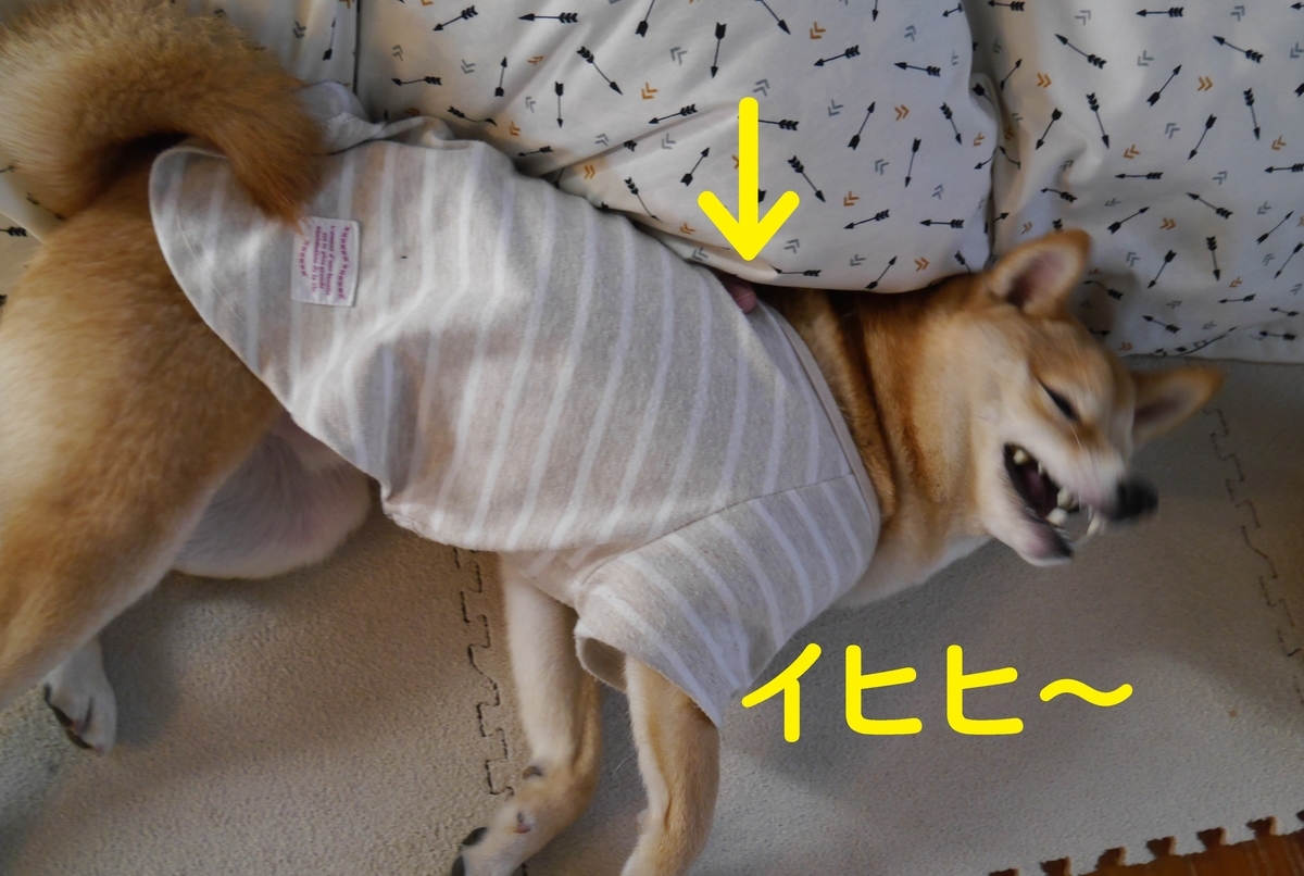 f:id:hanatara:20210213105024j:plain