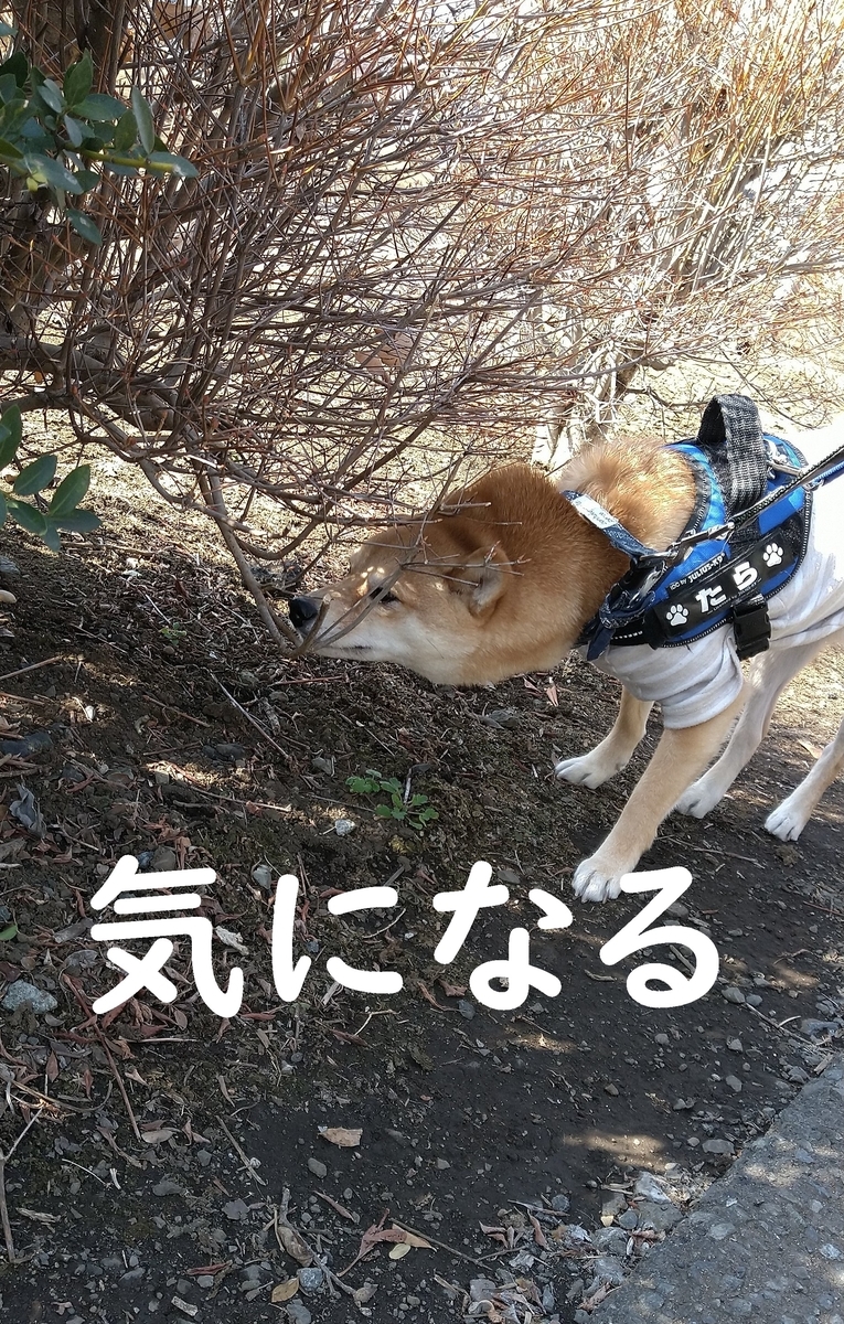 f:id:hanatara:20210216090716j:plain