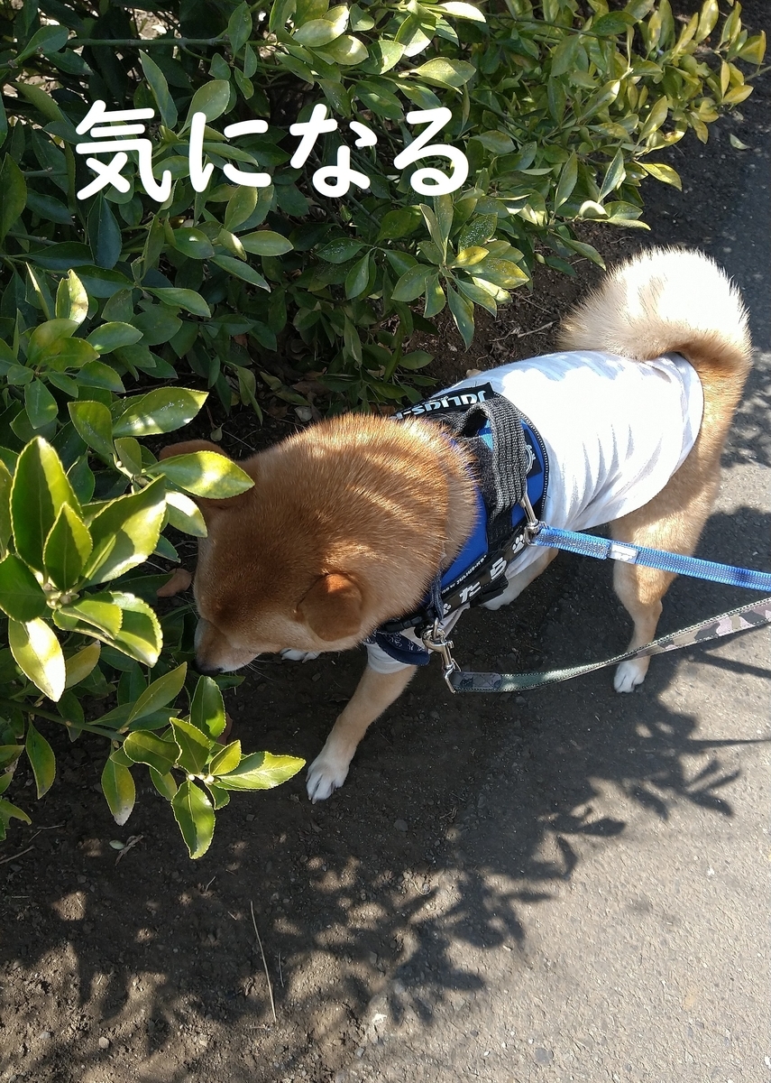 f:id:hanatara:20210216090827j:plain