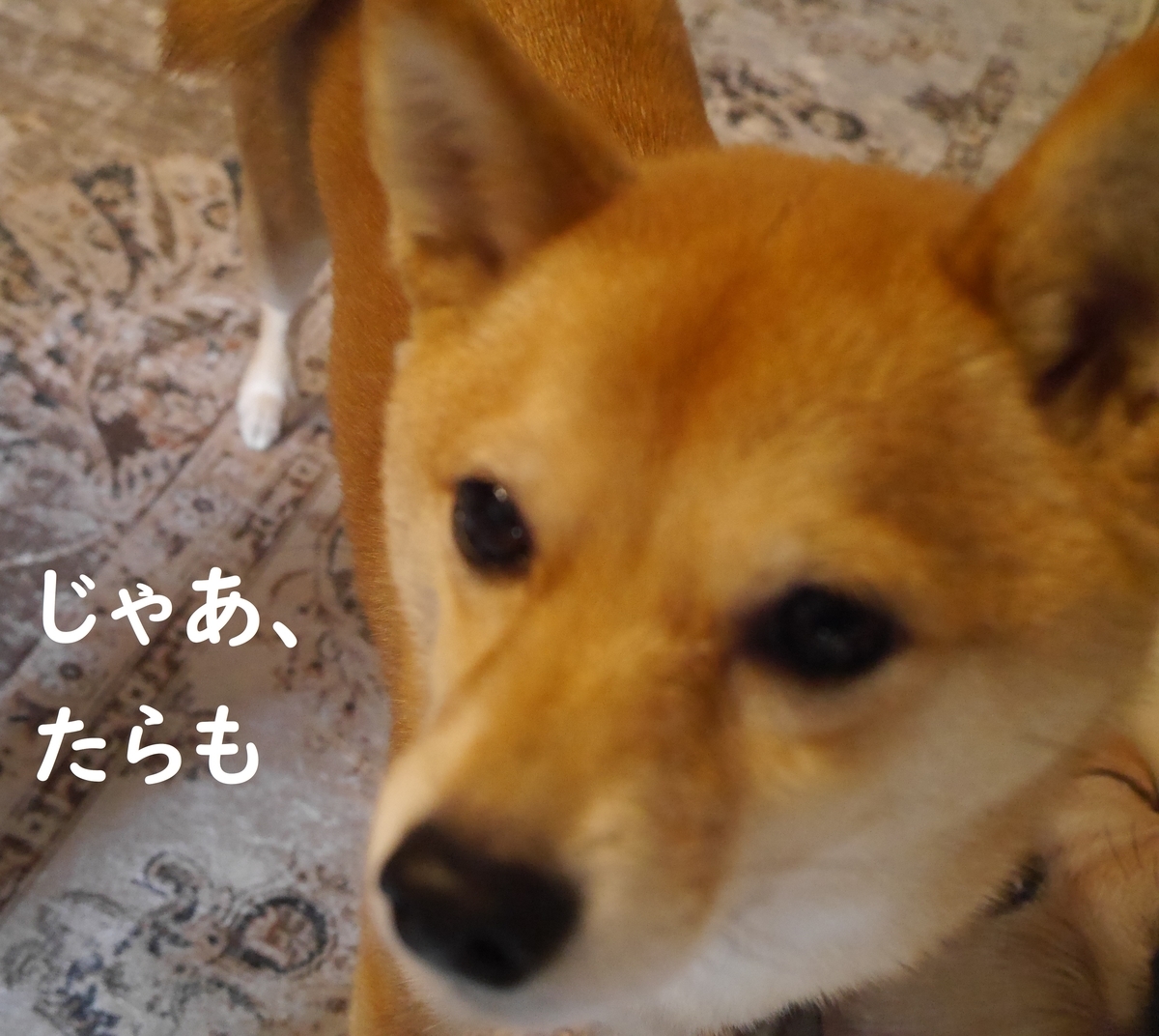 f:id:hanatara:20210216114251j:plain