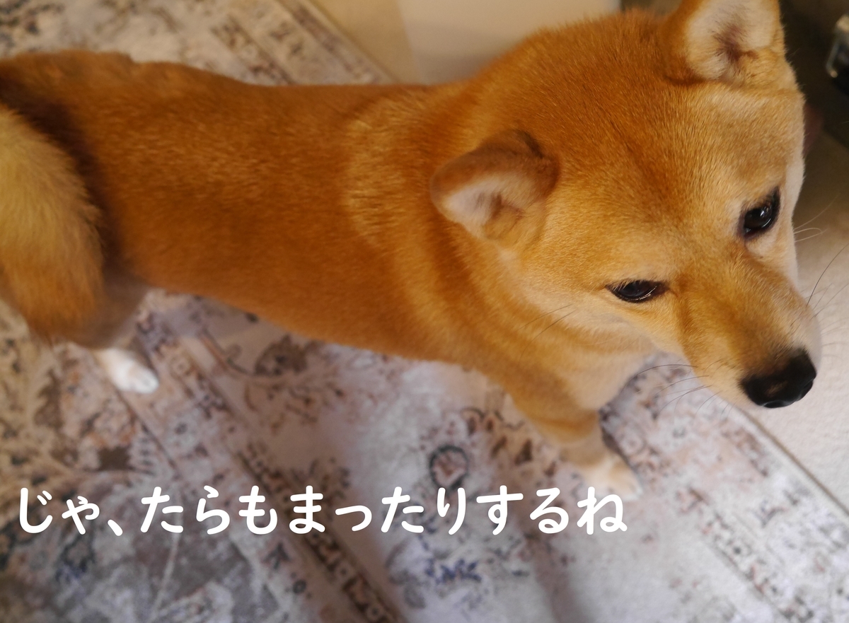 f:id:hanatara:20210216114821j:plain