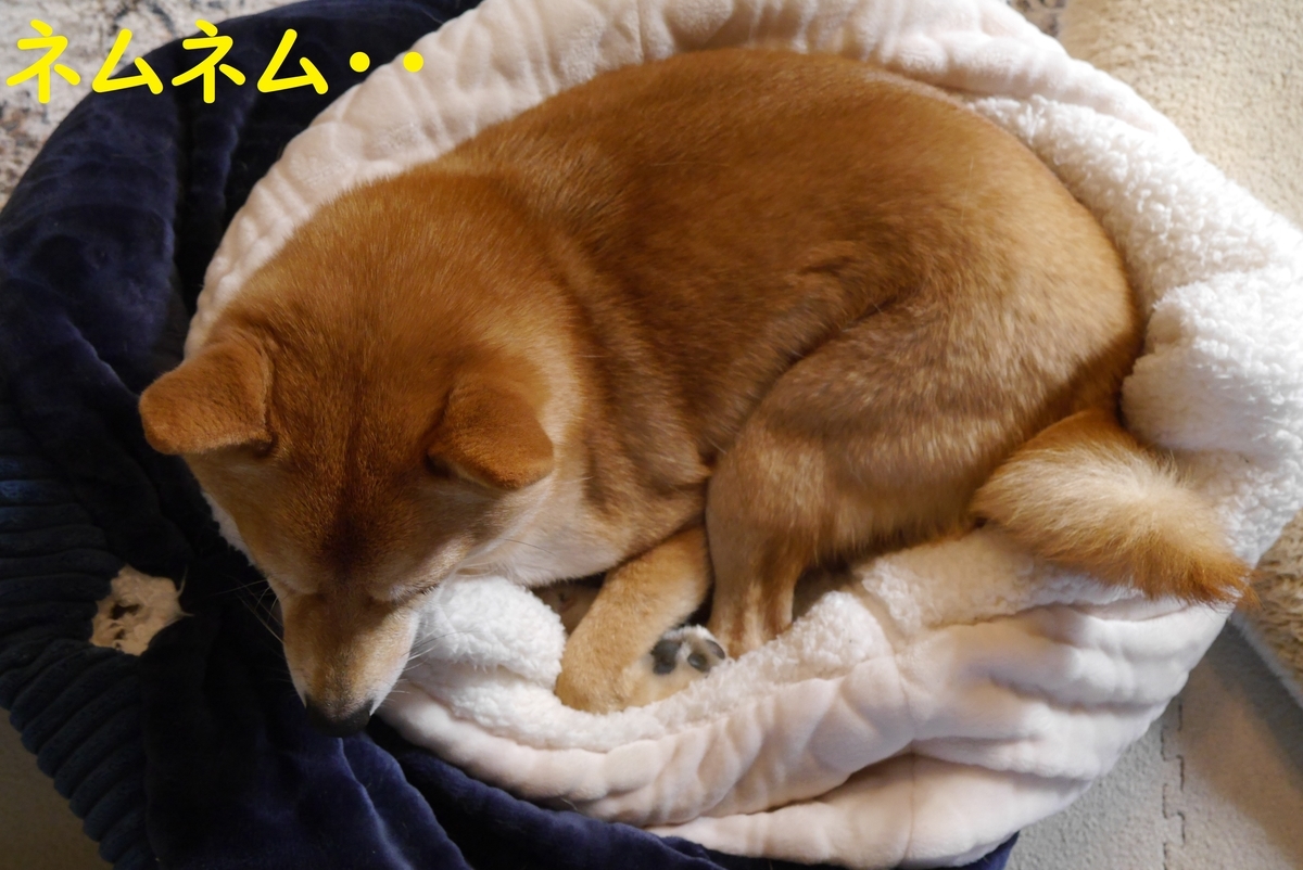 f:id:hanatara:20210216114918j:plain