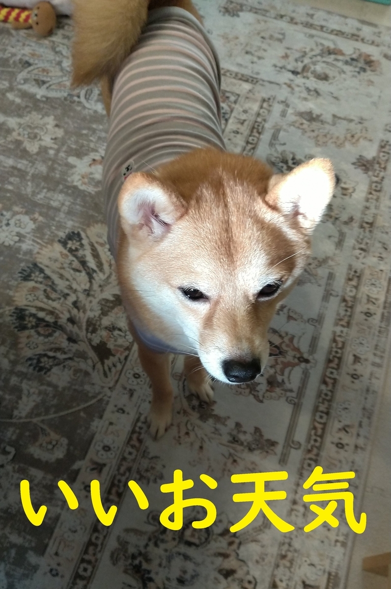 f:id:hanatara:20210220091334j:plain