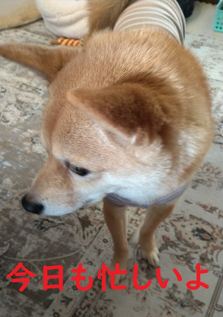 f:id:hanatara:20210220091445j:plain