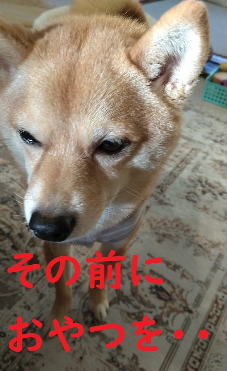 f:id:hanatara:20210220091748j:plain
