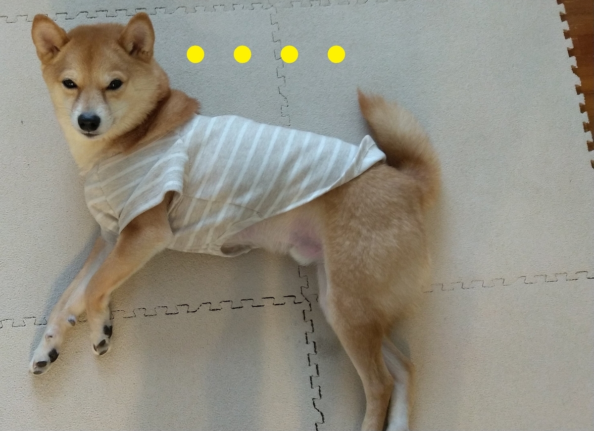 f:id:hanatara:20210221110207j:plain