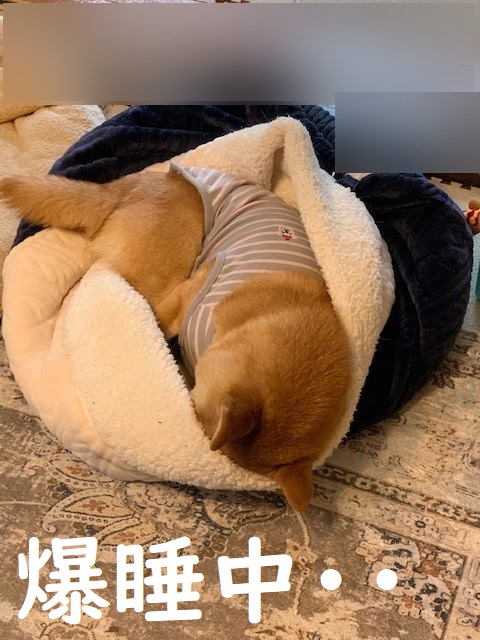 f:id:hanatara:20210221111000j:plain