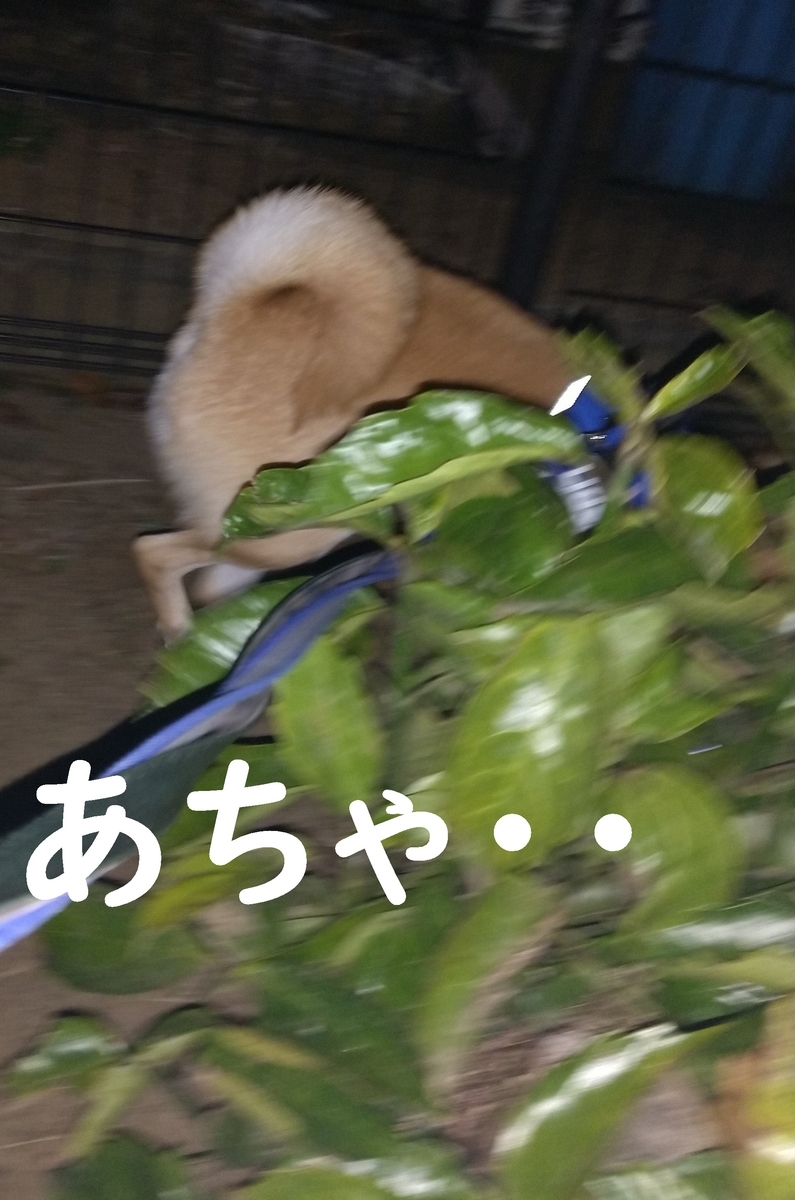 f:id:hanatara:20210221111228j:plain