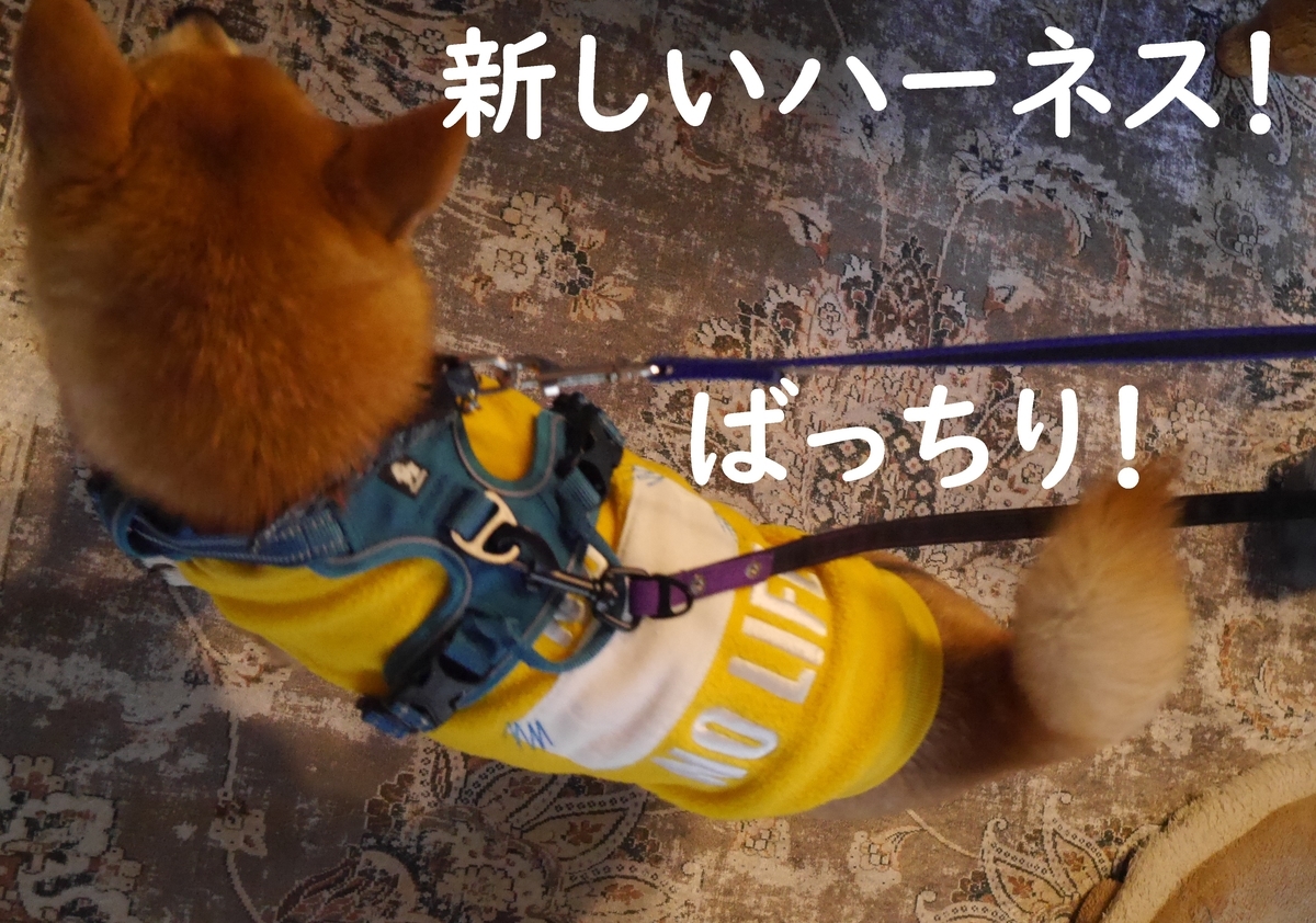 f:id:hanatara:20210302123106j:plain