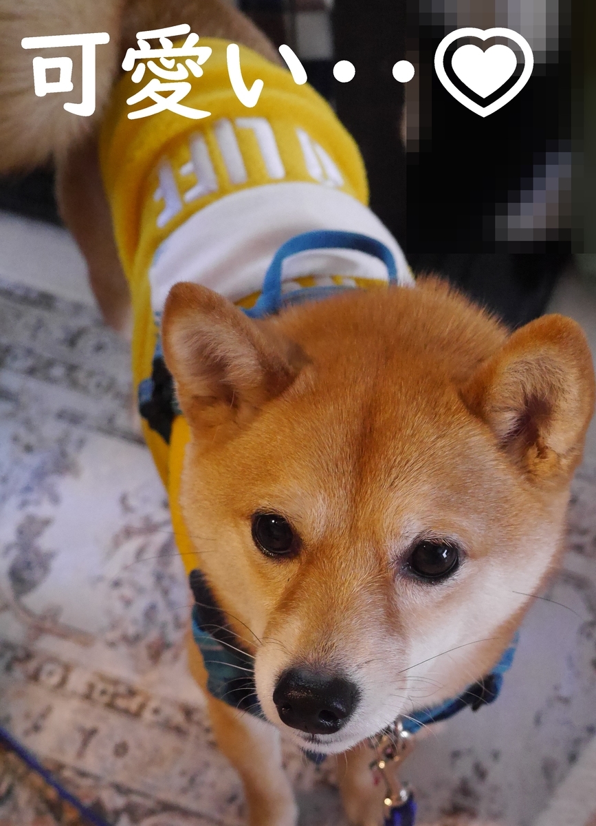f:id:hanatara:20210302123604j:plain