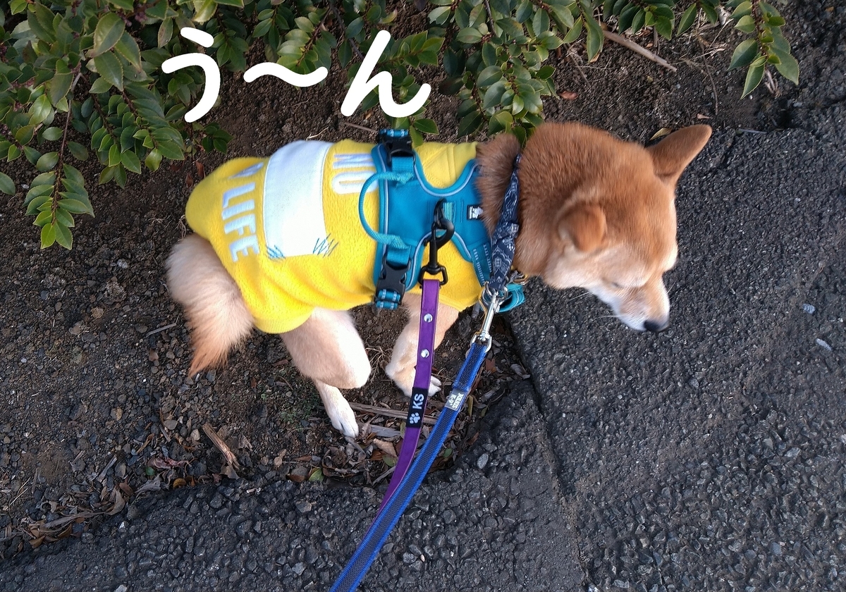 f:id:hanatara:20210302132106j:plain