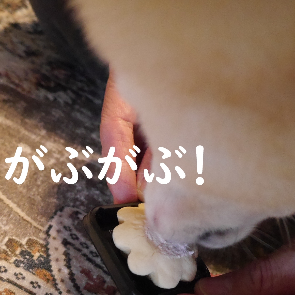 f:id:hanatara:20210302132912j:plain