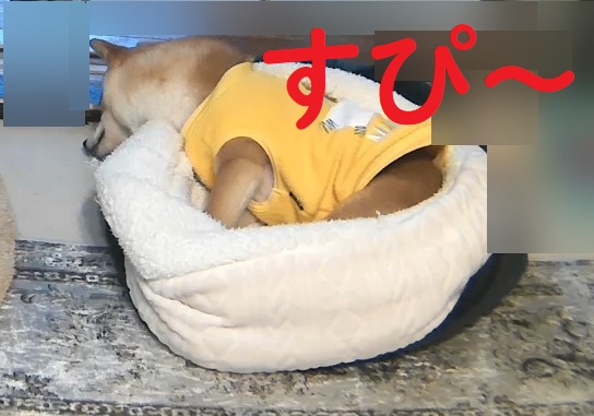 f:id:hanatara:20210302145245j:plain