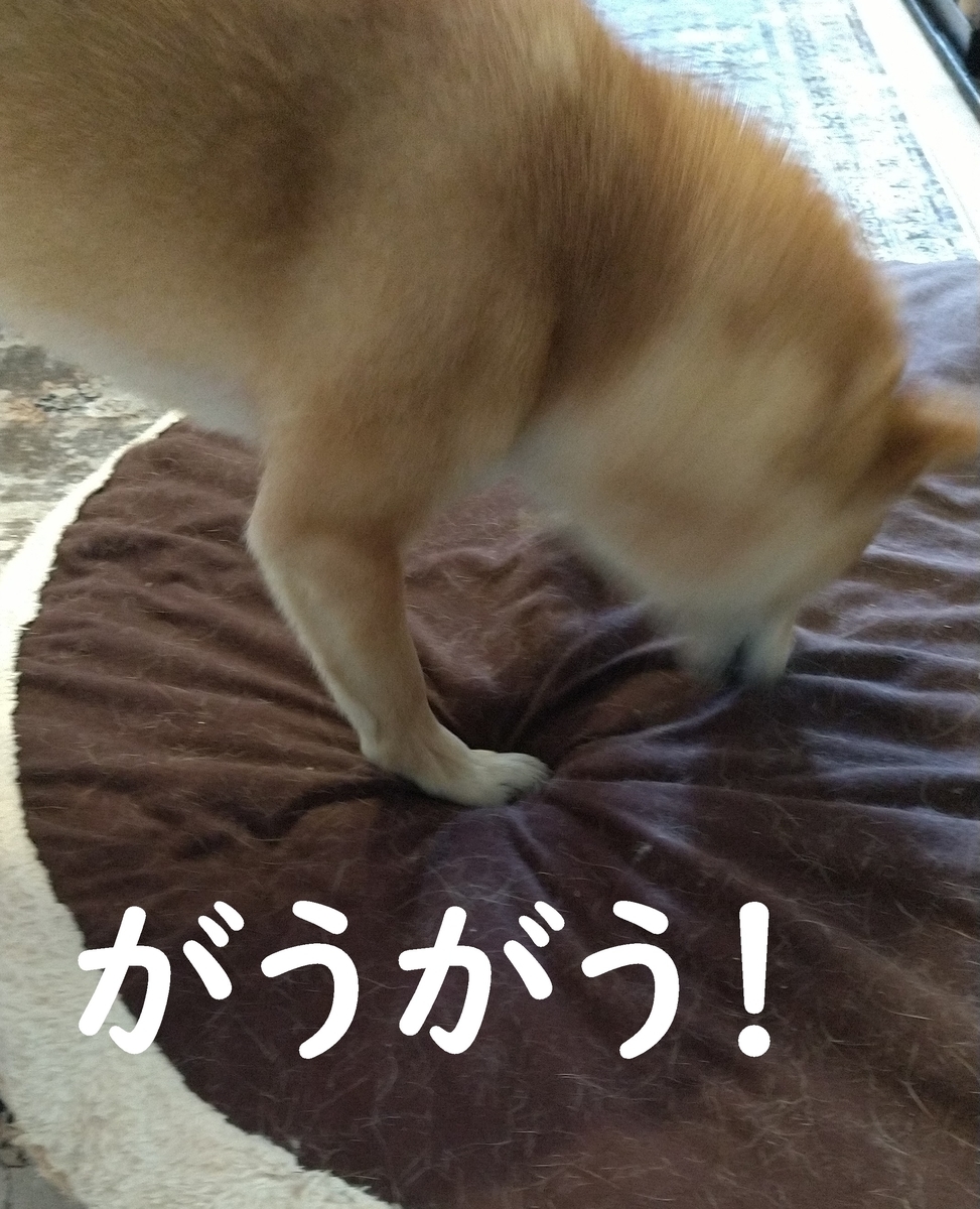 f:id:hanatara:20210302145508j:plain