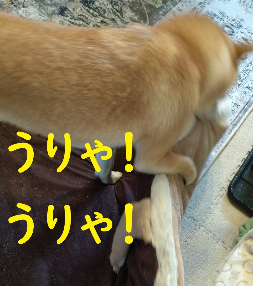 f:id:hanatara:20210302145600j:plain